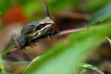 Rana dalmatina / Grenouille agile