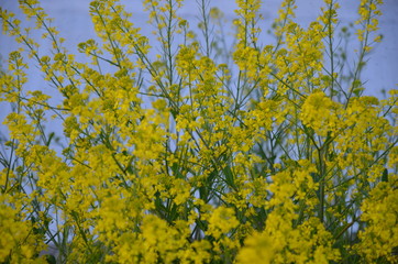 菜の花　見ごろ