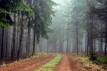 Path in misty autumn forest.