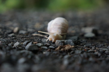 Schnecke mit Schneckenhaus