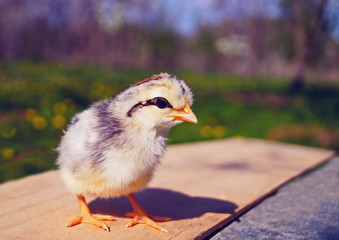 Litlle chiken bird