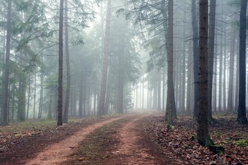 Path in misty autumn forest.