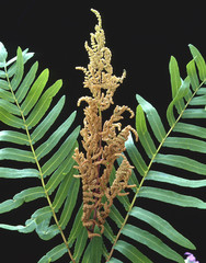 Osmunda regalis / Osmonde roayale / Fougère royale