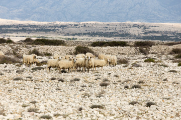 Fototapeta premium Flock Of Sheep on pasture - long-tailed sheep, island Pag, Croatia