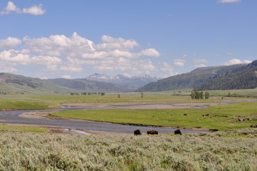 Fototapeta na wymiar Bisons dans Lamar Valley, Yellowstone