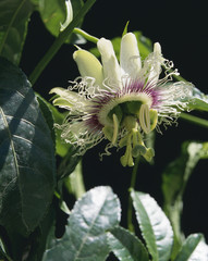 Passiflora edulis flavicarpa / Passiflore/ Maracuja