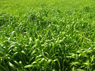 砂塵防止用の麦の茂る野原