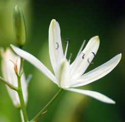 Lily flower