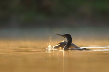 The great Cormorant
