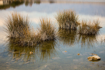 Reeds in wetland - puddle with sun reflections