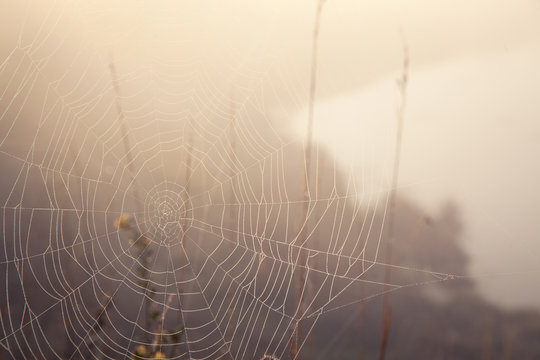 Foggy morning. A web on dry grass. Summer. Thistle - Powered by Adobe