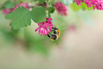 Kleine Biene sammelt Nektar Pollen Blüte