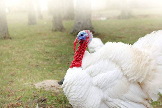 Rural Living Bird/ Lush White Turkey With Red Beak Is Walking In The Garden 