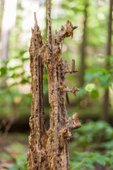 tree damaged by woodpecker