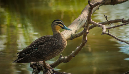 mallard duck
