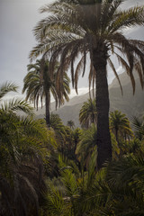 Obraz na płótnie Canvas Palm trees