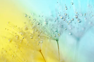Papier Peint photo autocollant Dent de lion Belle fleur de pissenlit de parachute d& 39 air léger dans des gouttelettes d& 39 eau sur une macro close-up de fond bleu jaune. Image artistique abstraite douce.