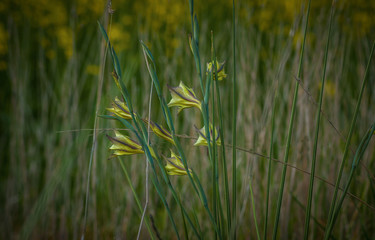 yellow striped flowers