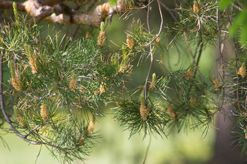 Young shoots on the pine
