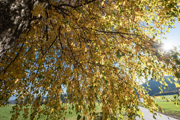 Birke Baum Laub Herbst Himmel Farben