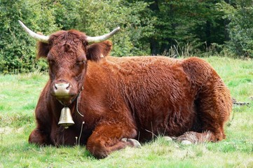 vache salers