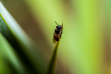 Nature