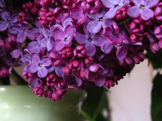 Bouquet de lilas