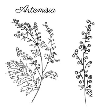 Artemisia absinthium, wormwood hand drawn vector ink sketch isolated on white, Also called absinthium absinthe wormwood, wormwood, common wormwood, Wormwood herb, Absinthe plant, Doodle Healing