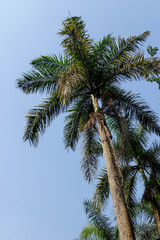 Naklejka na ściany i meble Palm Tree