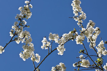 spring cherry tree branch with white blooming flowers in blue sky