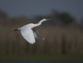Little egret flying
