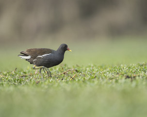 Common Moorhen