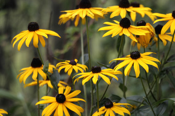 Black-Eyed Susan Yellow Flowers