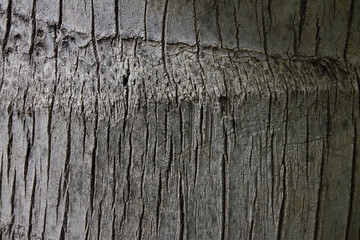 Bark tree texture