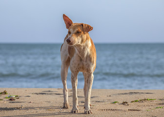 Stray dog on the beach