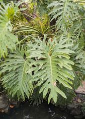 Philodendron bipinnatifidum © rivolto