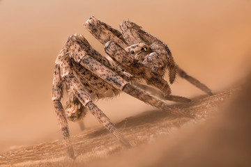 A beautiful spider - wide of image is about 5mm