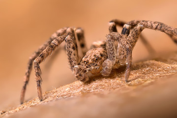 A beautiful spider - wide of image is about 5mm