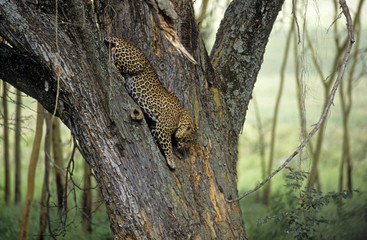 Panthera pardus / Léopard / Panthère