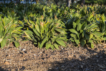  Aspidistra elatior