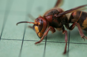 Hornisse groß makro kopf Hornissenkopf