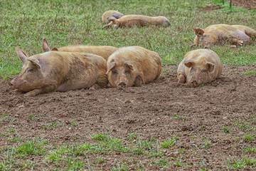 Free range pigs