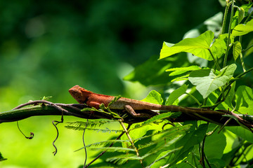 Chameleon island branch close up