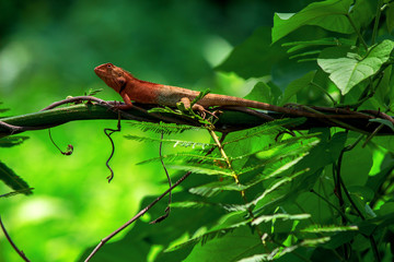 Chameleon island branch