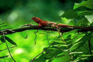 Chameleon island branch closeup