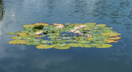 Flowering lotuses in the lagoon in the village of Candidasa - Bali, Indonesia © vadim_petrakov