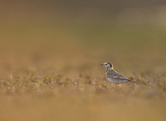 Wagtail