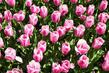 Colorful tulip flowers in spring park. Flower landscape. Tulips outside