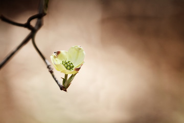 Flowering dogwood blossom against a natural brown background. Extreme shallow depth of field with selective focus on center of flower.