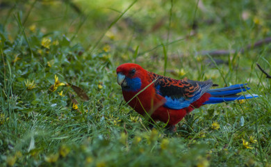 rosella
